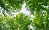 Tranh trần nhà - Rừng cây xanh